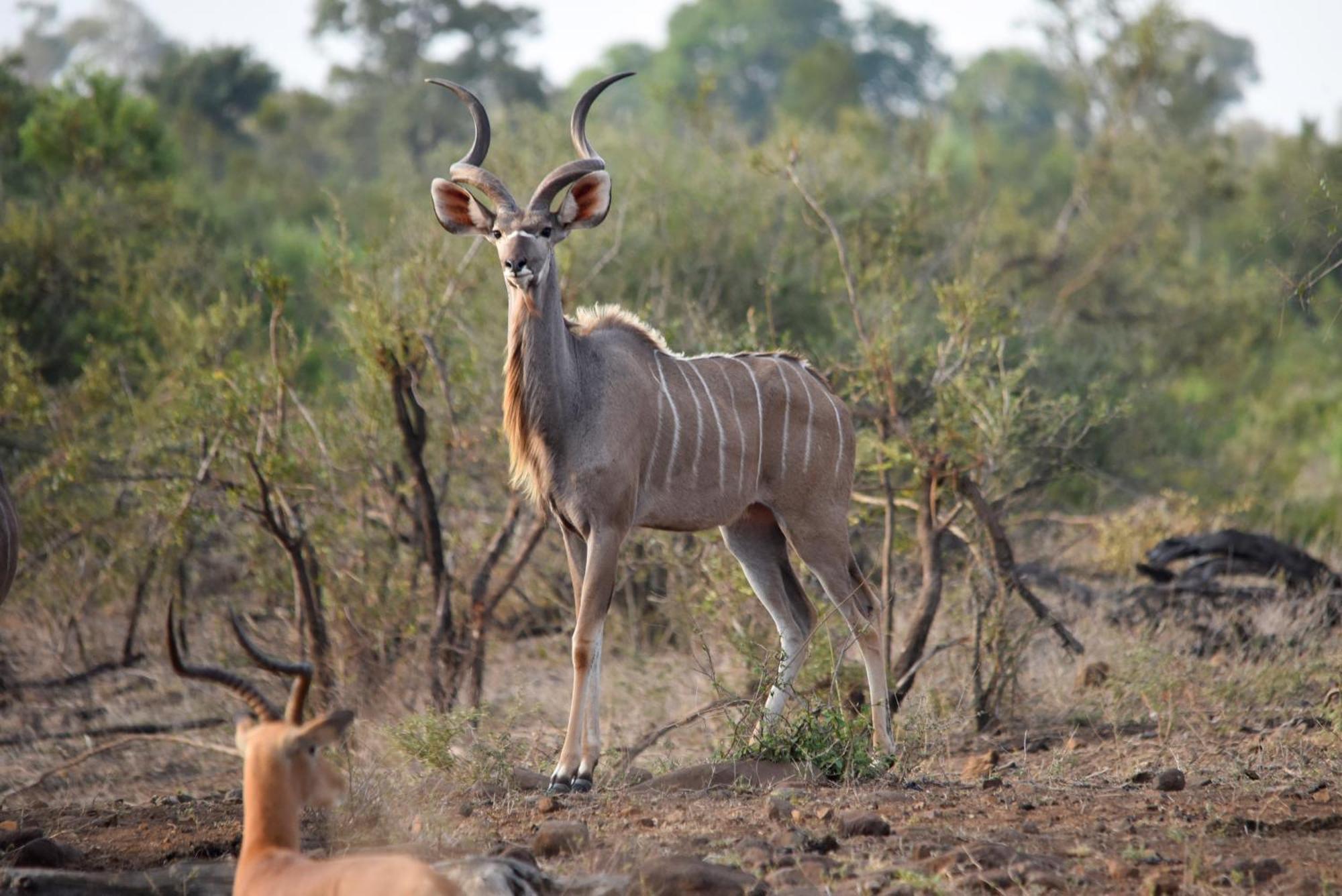 Mziki Safari Lodge Vaaldam Екстер'єр фото
