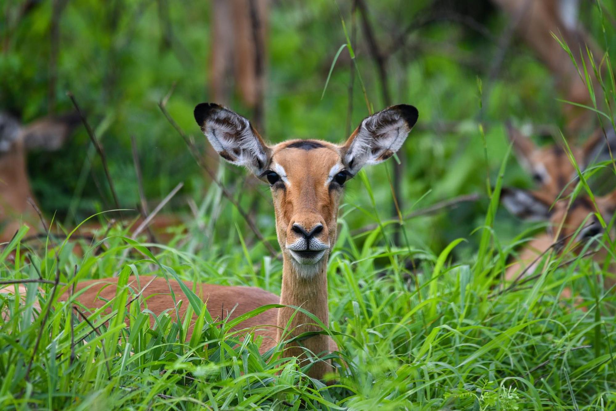 Mziki Safari Lodge Vaaldam Екстер'єр фото